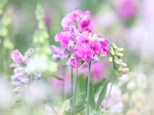 Pink, peas, Flowers