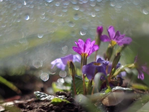 Pink, primroses, Flowers