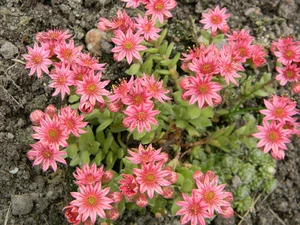 Pink, Sempervivum, Flowers