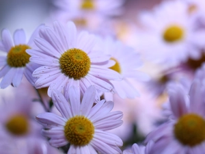 Flowers, Dendranthema Zawadskii, Pink
