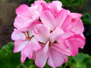 Pink, geranium