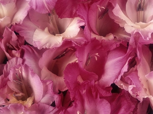 Pink, gladiolus