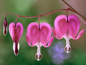 Pink, Flowers, hearts