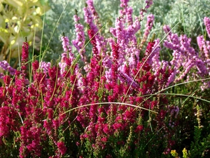 heathers, lilac, dark pink