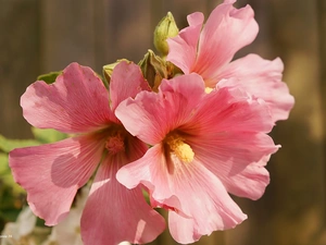 Pink, Hollyhocks