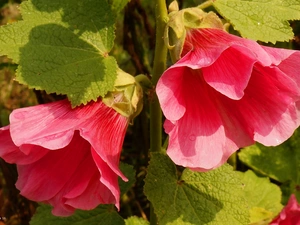 Pink, Hollyhocks