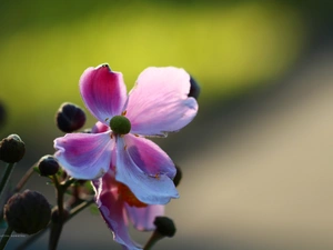 Colourfull Flowers, Japanese anemone, Pink