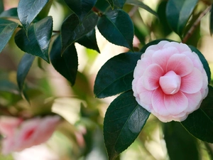 green ones, Leaf, Pink, camellia, Colourfull Flowers