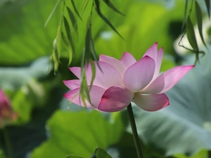green ones, Leaf, Pink, lotus, Colourfull Flowers