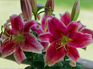 Pink, tiger Lilies