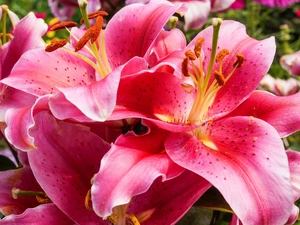 Pink, Tiger lily