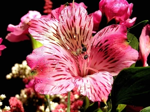 Pink, Tiger lily