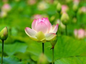 lotus, blooming, Light Pink
