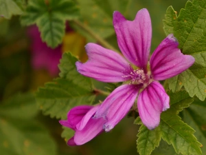 Pink, Mallow
