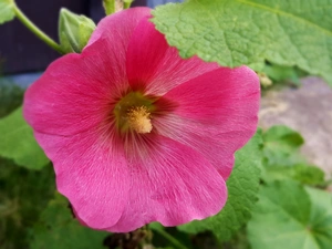 Pink, mallow
