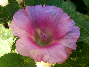 Pink, mallow