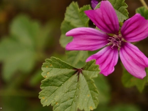 Pink, Mallow