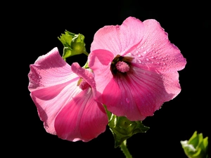 Pink, Flowers, mallow