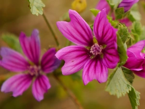 Pink, Mallow