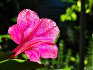 Mirabilis, Jalapa, Pink, Mirabilis