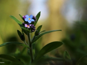 forget-me-not, Blue, Pink