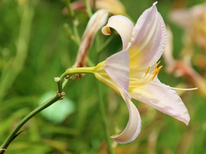 lily, Pale pink
