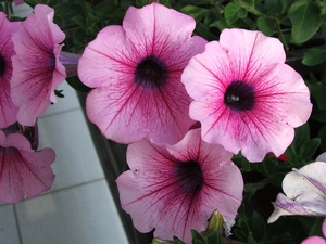 Pink, Petunia