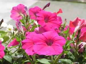 Pink, Petunia