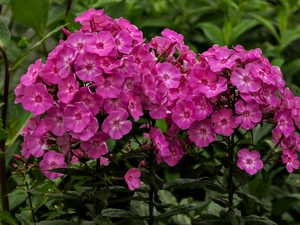 Pink, phlox