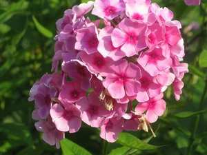 Pink, phlox