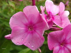 Pink, phlox