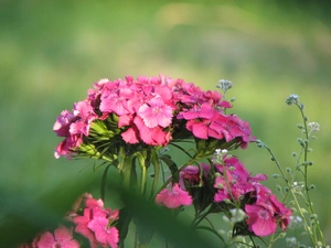 Pink Bearded, picture