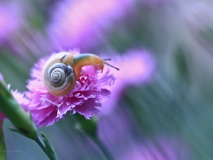 pink, snail, Pink