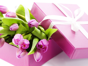 White, Pink, Pink, Tulips, ribbon, Box