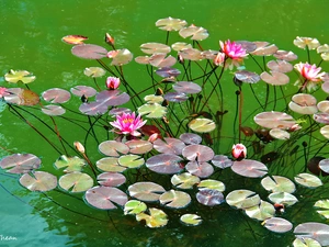 Pink, lilies, water