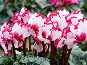 Pink, Cyclamen, white