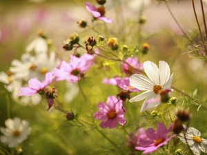 White, Cosmos, Flowers, Pink