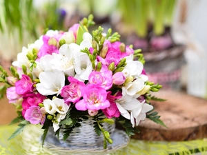 White, Flowers, Freesias, Pink
