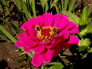 zinnia, Garden, Bumblebees, Pink