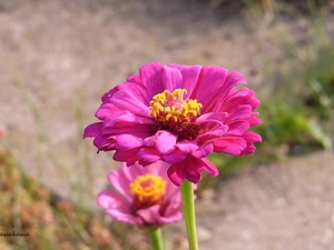 Pink, zinnia