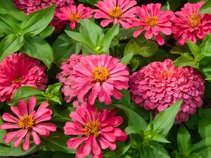 Pink, Flowers, Zinnias