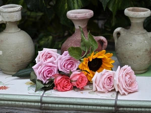 Pitchers, roses, Sunflower