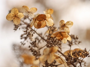 plant, hydrangea, dry