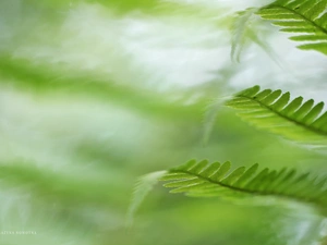 plant, fern, Leaf