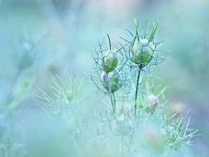 Nigella, plant