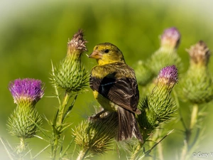 Bird, plant, teasel, American Goldfinch