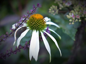 echinacea, purple, plants, Colourfull Flowers