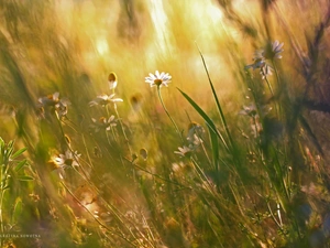 daisy, grass, Plants, Meadow