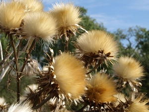 plants, teasel, dry