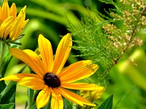 plants, Yellow, Flowers